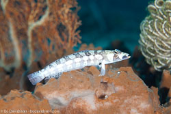 BD-111123-Raja-Ampat-4992-Parapercis-tetracantha-(Lacepède.-1801)-[Reticulated-sandperch].jpg